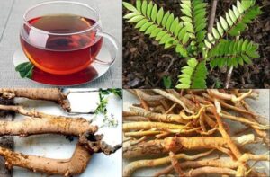 thuốc nam trị xuất tinh sớm